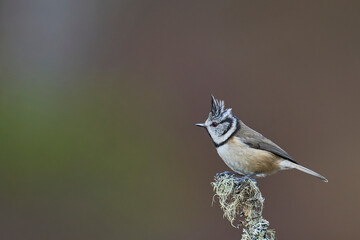 Crested Tit (Lophophanes cristatus) perched on a branch in the highlands of Scotland