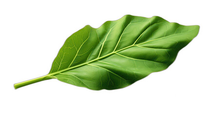 A collard green leaf clipart, nature element, 3D illustration, green, isolated on white background