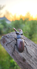 stag beetle sits on a stump at sunset