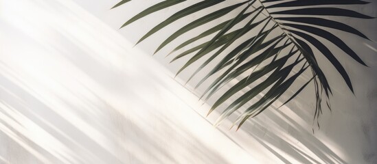 Fototapeta premium Light and shadow leaves palm leaf on grunge white wall concrete background Silhouette abstract tropical leaf natural pattern for wallpaper spring summer texture Black and white blurred image backdrop