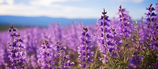 Fototapeta premium Bog sage salvia uliginosa flowers in bloom. Creative banner. Copyspace image