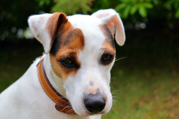 chien jack russel