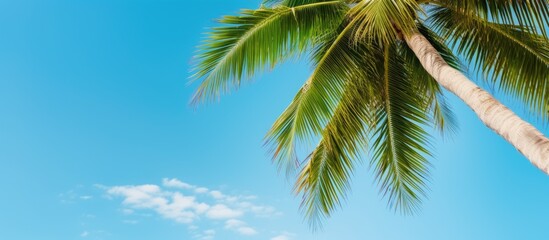 Fototapeta premium Topical coconuts coconut on the coconut tree. Creative banner. Copyspace image