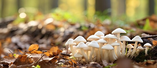 Small white wild mushrooms in autumn forest closeup. Creative banner. Copyspace image