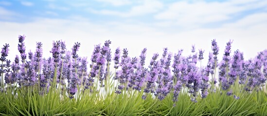 Field of Lavender Lavandula angustifolia Lavandula officinalis. Creative banner. Copyspace image