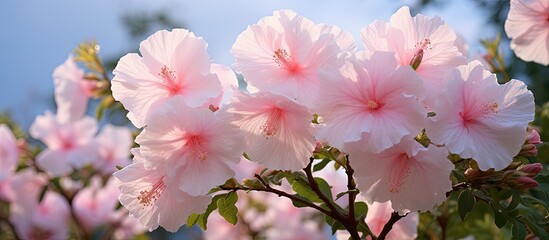 Fototapeta premium Double flowered Light Pink Flowers of Rose of Sharon in Full Bloom. Creative banner. Copyspace image