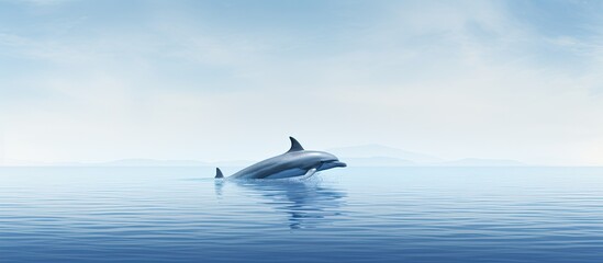 Obraz premium dolphin floats backwards with the fin. Creative banner. Copyspace image