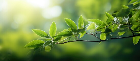 Green leaves nature beautiful background. Creative banner. Copyspace image