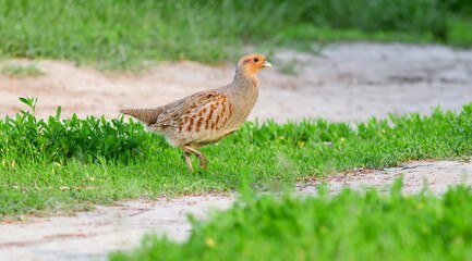 pheasant in the grass