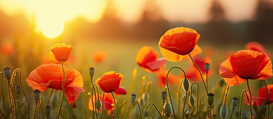 Obraz premium Poppy meadow in the beautiful light of the evening sun. Creative banner. Copyspace image