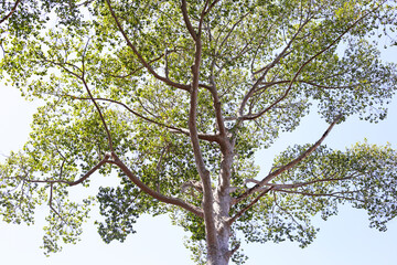 Fototapeta premium Big and tall tree with branches