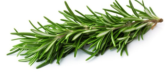 Fototapeta premium green rosemary leaves on a white background fresh herb. Creative banner. Copyspace image