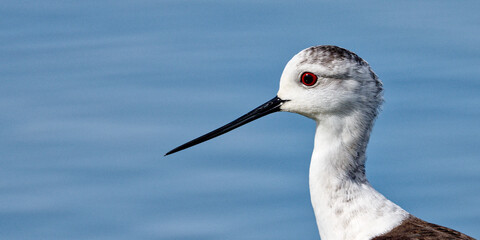 Échasse blanche - Himantopus himantopus - oiseaux échassiers - limicoles - Recurvirostridae
