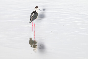 Échasse blanche - Himantopus himantopus - oiseaux échassiers - limicoles - Recurvirostridae
