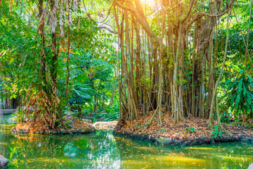 Dense growths of tropical plants and trees in the swampy lake river pond areas of equatorial...