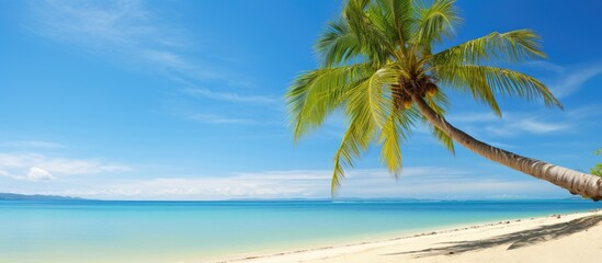 Fototapeta premium Palm tree on a tropical beach. Creative banner. Copyspace image
