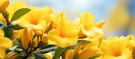 Blooming yellow allamanda flowers Blur background. Creative banner. Copyspace image