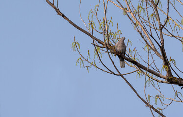 pearl gray dove on the branch