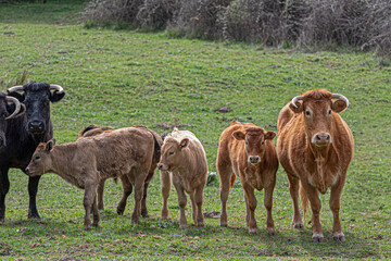 cattle ranch in the meadow, bull, cow and calves