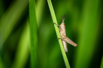 A grasshopper in a meadow