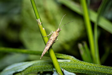 A cabbage moth in a meadow