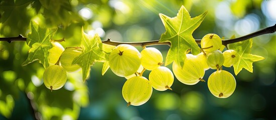 Star gooseberry fruit on Star gooseberry tree with blur background. Creative banner. Copyspace image