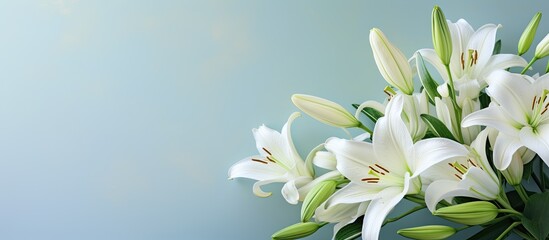 Fototapeta premium White lily bouquet Fresh flowers background Hello spring. Creative banner. Copyspace image