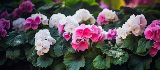 Purple leaves with white flowers of begonia surrounded by green leaved plants. Creative banner. Copyspace image - Powered by Adobe