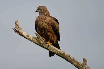 Milan noir - Milvus migrans - rapaces - Accipitridae
