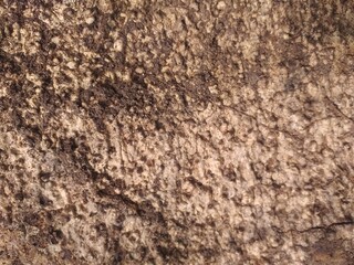 Naklejka premium Full frame background of wood texture. Fit for nature related contents.