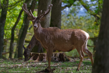 cerf - cervus elaphus
