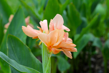 Blooming canna lily flower with green leaves