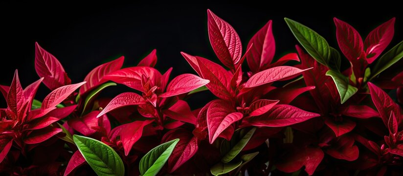 Partially and selected focus image of Krokot Kriminil Daun Merah or Alternanthera ficoidea red one of the famous decorative plants. Creative banner. Copyspace image