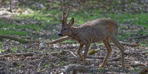 Chevreuil - Capreolus capreolus
