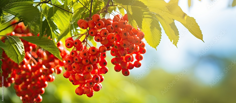 Poster branches of european mountain ash rowan tree or sorbus aucuparia with ripe berries it is a shrub or 