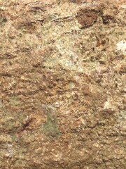 Portrait isolated background of wood texture. Compatible for nature related contents.