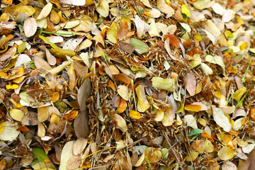 Brown dried leaves of rain tree. Dried leaves for composting