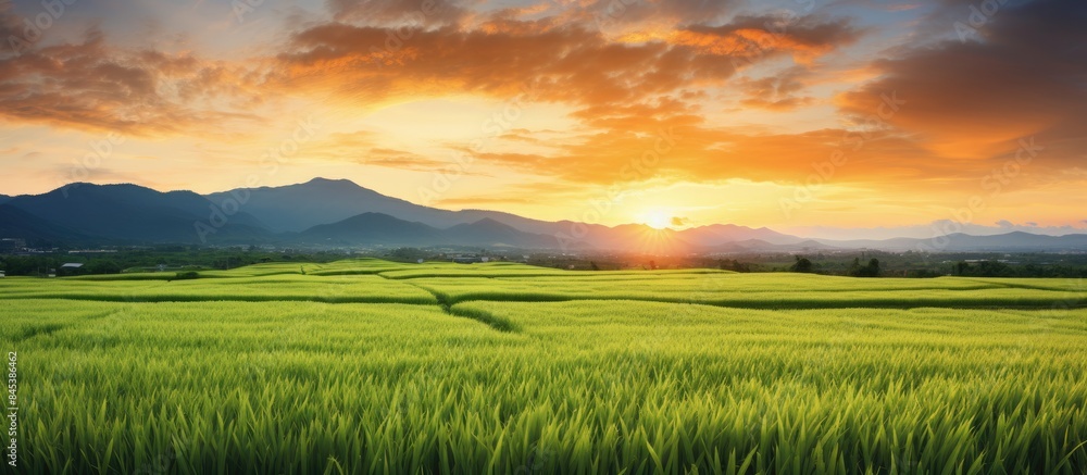 Poster sunset and the evening view of paddy field. creative banner. copyspace image