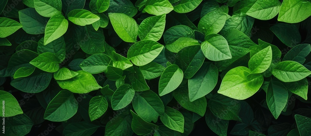 Aufkleber green leaf background abstract texture. creative banner. copyspace image