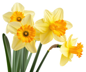 PNG Daffodil blossom flower plant.