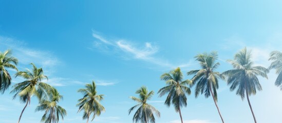 Obraz premium Palm trees and light blue sky. Creative banner. Copyspace image