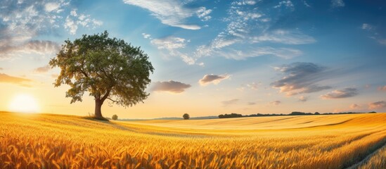 Beautiful wheat landscape on Sunny day Blue sky Ripe wheat Gold Wheat flied panorama with tree at sunset rural countryside Wheat field and countryside scenery. Creative banner. Copyspace image