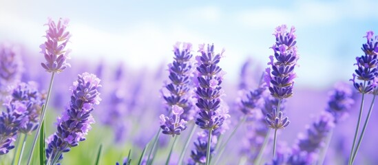 Fototapeta premium closeup beautiful fernleaf lavender flower Blooming in garden Lavandula pinnata. Creative banner. Copyspace image