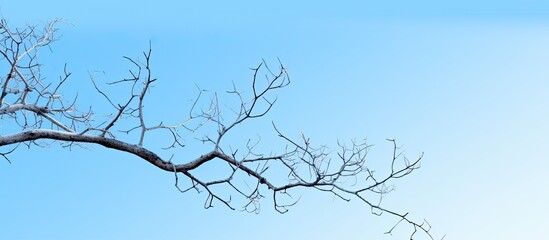 Obraz premium branches in the blue sky background. Creative banner. Copyspace image