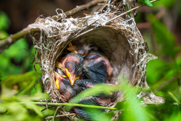 Small birds in the nest, baby birds in nest. Close up the bird's nest of nature
