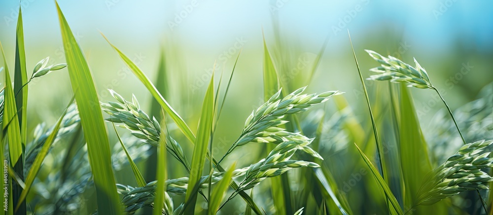 Poster rice in the field. creative banner. copyspace image