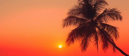 Palm tree during sunset with red sky. Creative banner. Copyspace image