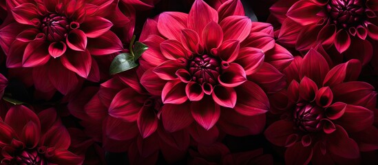 beautiful flower picture with red magenta. Creative banner. Copyspace image