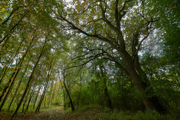 Obraz premium Amazing Carpathian forest in autumn season, Slovakia