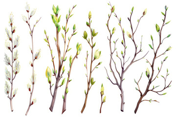Fototapeta premium willow tree twigs with buds and leaves on a white background.